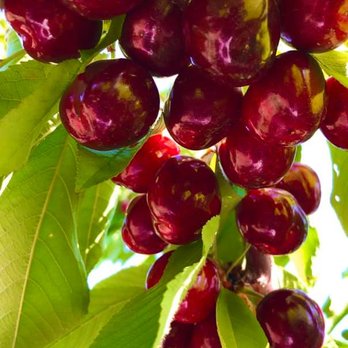 U Pick Orchards - Coral Champagne variety - Pick Your Own Farms Near Me - Morgan Hill, California