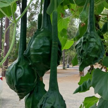 Brownsville Station Cafe - Dinosaur gourd. For making birdhouses or other crafts, not edible. - American Near Me - Brownsville, California Brownsville Station Cafe - Dinosaur gourd. For making birdhouses or other crafts, not edible. - American Near Me - Brownsville, California