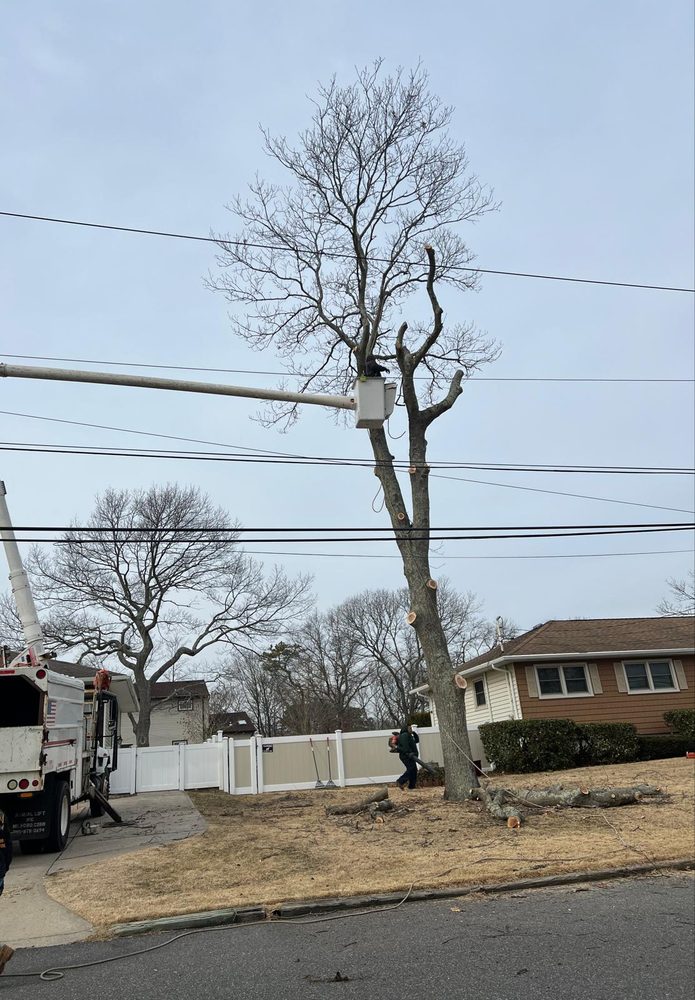 BIG BROTHERS TREE SERVICE Updated September 2024 18 Photos 226