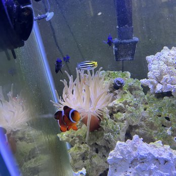 Milbys Aquarium Maintenance Service - Aquarium Services Near Me Milbys Aquarium Maintenance Service - Aquarium Services Near Me
