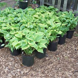 The Hosta Farm of Mendon