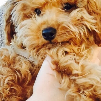 Sweet Misery Poodles - Pet Stores Near Me