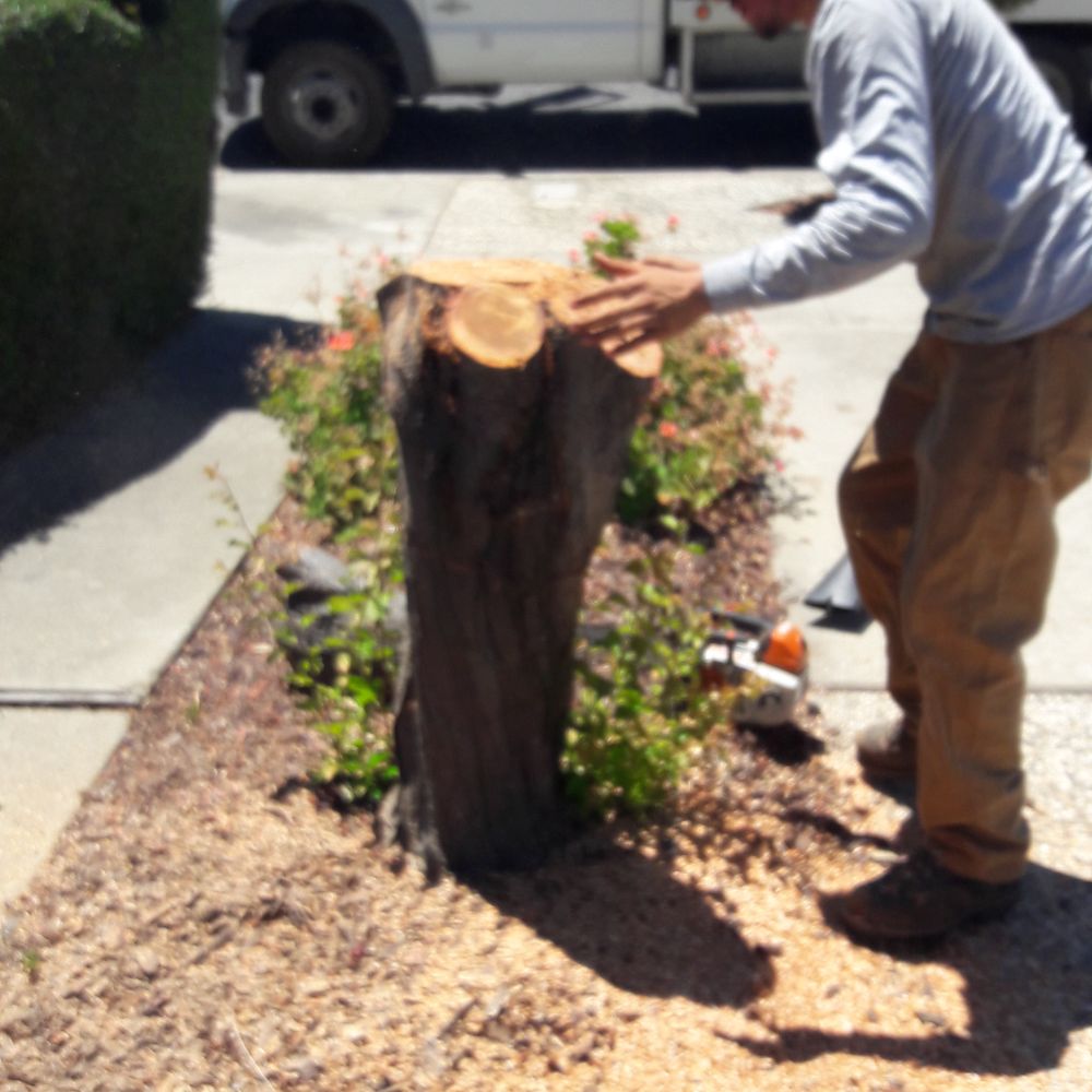 Torres Tree Service - Tree Services Near Me - San Jose, California