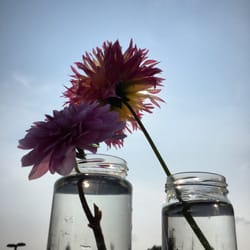 Newington Farmers Market - The two dahlias I purchased from Jenny's Flowers.