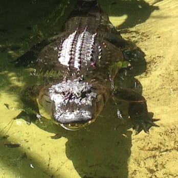 Flamingo Gardens - Alligator - Botanical Gardens Near Me - Davie, Florida