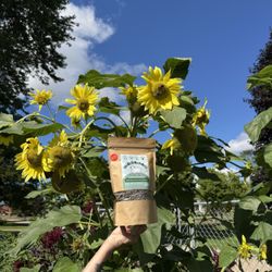 Grow taller sunflowers with Woolly Belly Pellets, listed by OMRI for organic growers.