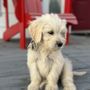 Photo of Abbey Acres Goldendoodles