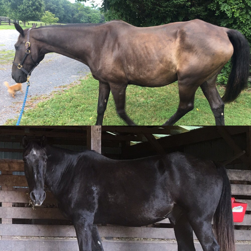 Welbourne Farm - Top photo: July 1 -- 18 months at Welbourne. Bottom photo: Sept 26 after being nurtured back to health under strict veterinary supervision. - Horse Boarding Near Me - Middleburg, Virginia Welbourne Farm - Top photo: July 1 -- 18 months at Welbourne. Bottom photo: Sept 26 after being nurtured back to health under strict veterinary supervision. - Horse Boarding Near Me - Middleburg, Virginia