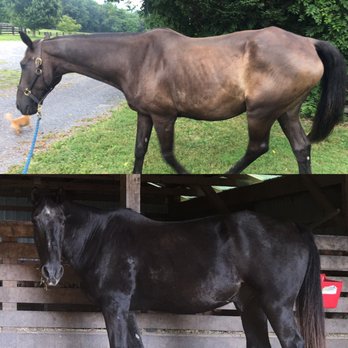 Welbourne Farm - Top photo: July 1 -- 18 months at Welbourne. Bottom photo: Sept 26 after being nurtured back to health under strict veterinary supervision. - Horse Boarding Near Me - Middleburg, Virginia Welbourne Farm - Top photo: July 1 -- 18 months at Welbourne. Bottom photo: Sept 26 after being nurtured back to health under strict veterinary supervision. - Horse Boarding Near Me - Middleburg, Virginia