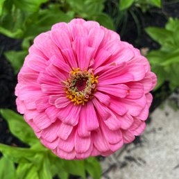 Pretty pink!