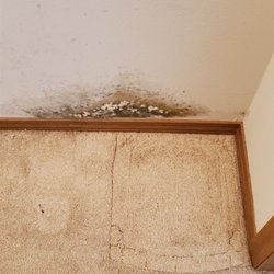 megan lane apartments - Mold