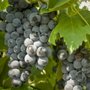 Photo of Double A Vineyard
