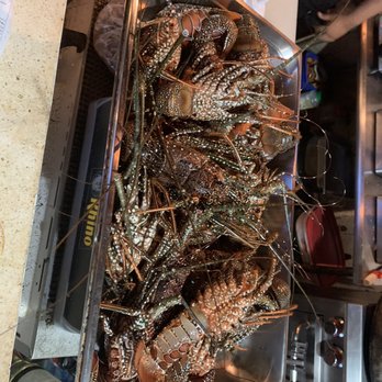The Divot - Fresh lobsters waiting to be cooked - Breakfast & Brunch Near Me - Puerto Aventuras, ROO The Divot - Fresh lobsters waiting to be cooked - Breakfast & Brunch Near Me - Puerto Aventuras, ROO