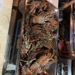 The Divot - Fresh lobsters waiting to be cooked