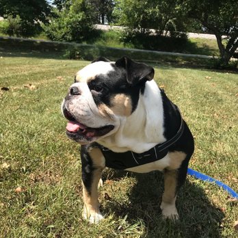 George's Barber Styling - Meet Daisy, our mascot - Barbers Near Me - Crestwood, Kentucky