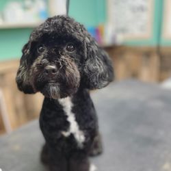 Fuzzy Friends Grooming Boutique