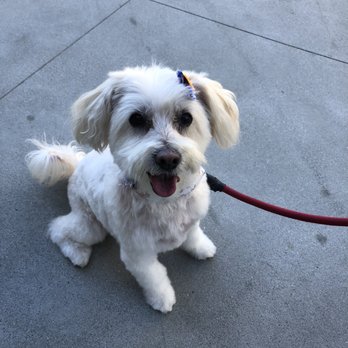 Viva La Pooch - Pet Groomers Near Me - Mission Viejo, California Viva La Pooch - Pet Groomers Near Me - Mission Viejo, California