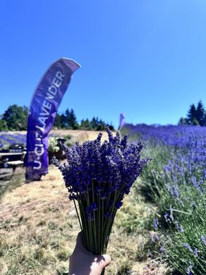Helvetia Lavender Farm and Christmas Tree Farm by null