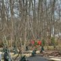 Photo of Collier Tree Service 