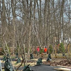 Collier Tree Service - No damages, at all!