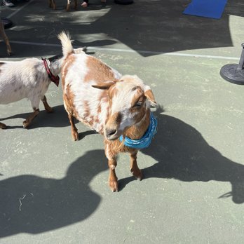 Sugar Sweet Farm - Goats everywhere! So much fun! - Attraction Farms Near Me