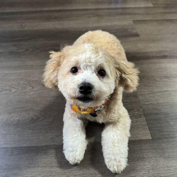 Essential Grooming - Pet Groomers Near Me - Santee, California Essential Grooming - Pet Groomers Near Me - Santee, California