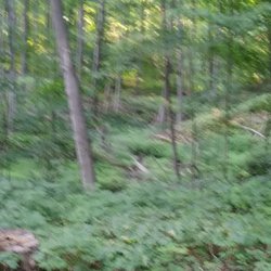 Upper Macatawa Natural Area - Trees