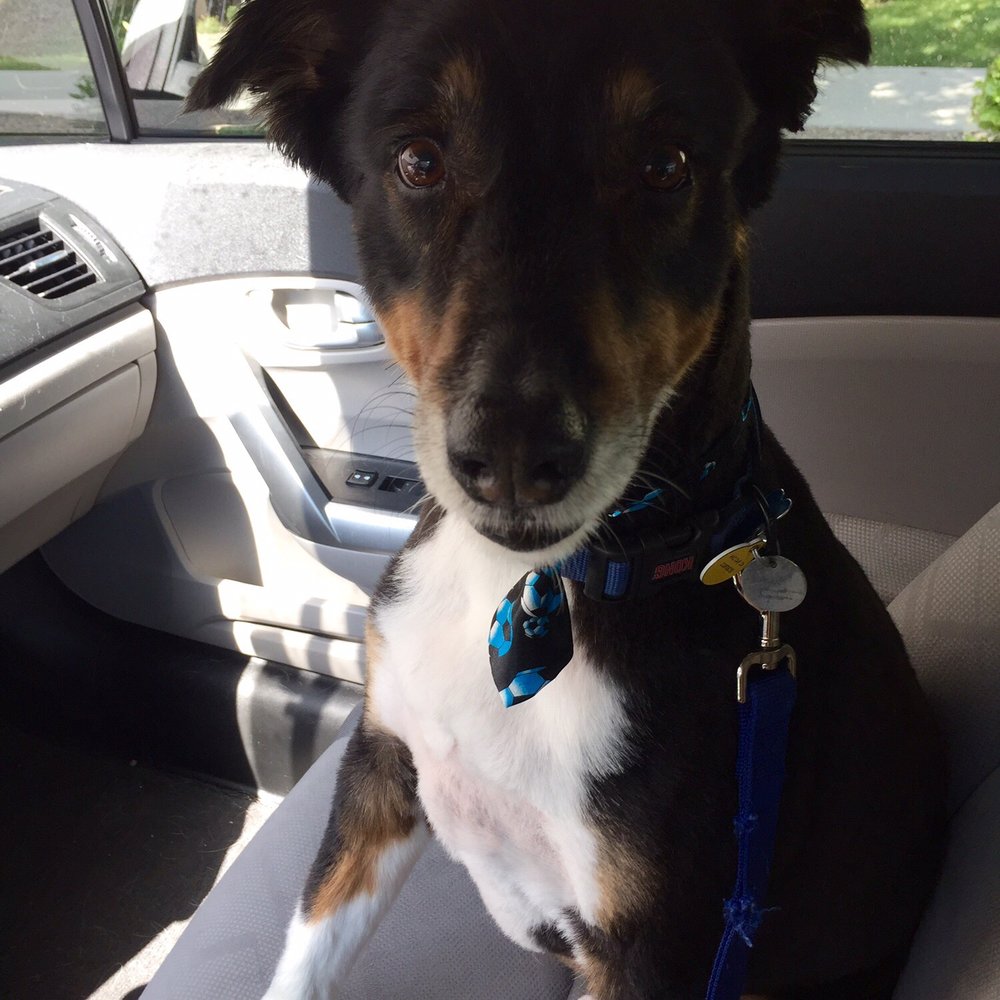 Furry Beginnings - Pet Groomers Near Me - Gilbert, Arizona