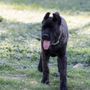 Photo of Diamond Empire Kennel