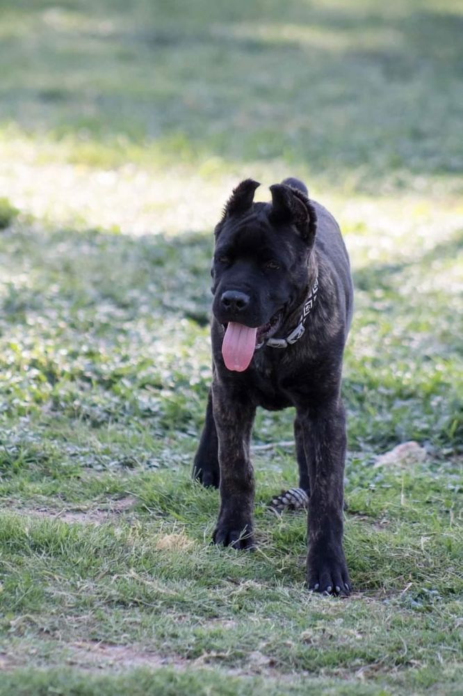 DIAMOND EMPIRE KENNEL Updated July 2024 12 Photos Las Vegas