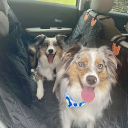 Country Kennels - Dogs were very comfortable and happy upon pickup! Also fluffy and clean :)