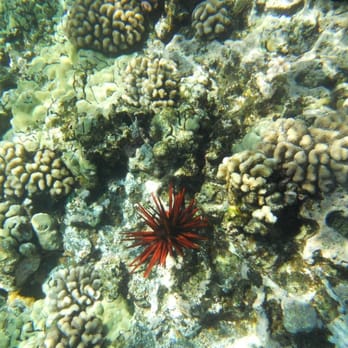 Trilogy Excursions - Snorkeling Near Me - Lahaina, Hawaii Trilogy Excursions - Snorkeling Near Me - Lahaina, Hawaii