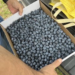 Thompson's Blueberries - 10 lbs of blueberries!