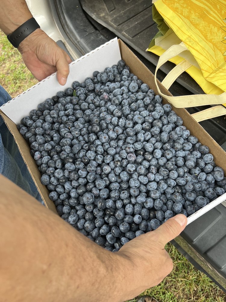 Thompson's Blueberries Logo