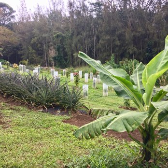 Honoka'a Chocolate - Banana, pineapple, cacao as far as the eye can see - Chocolatiers & Shops Near Me - Honokaa, Hawaii Honoka'a Chocolate - Banana, pineapple, cacao as far as the eye can see - Chocolatiers & Shops Near Me - Honokaa, Hawaii