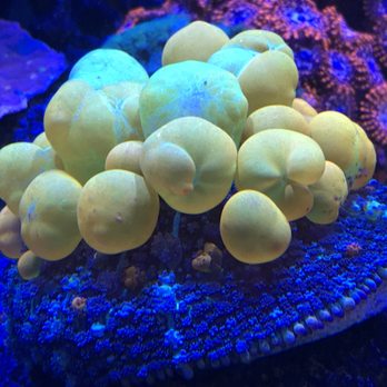 FJW Aquarium - Bounce Mushroom - Aquarium Services Near Me - Houston, Texas FJW Aquarium - Bounce Mushroom - Aquarium Services Near Me - Houston, Texas