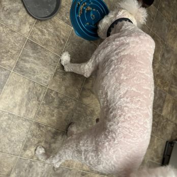 PetSmart - After grooming at Petsmart in Belleville - Pet Training Near Me - Belleville, Illinois