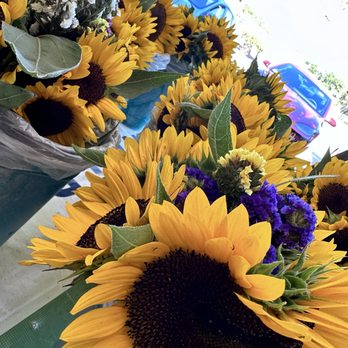 Tapia Bros Farm - Sunflowers - Fruits & Veggies Near Me - Encino, California Tapia Bros Farm - Sunflowers - Fruits & Veggies Near Me - Encino, California