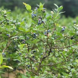 The Paupack Blueberry Farm - Blueberries