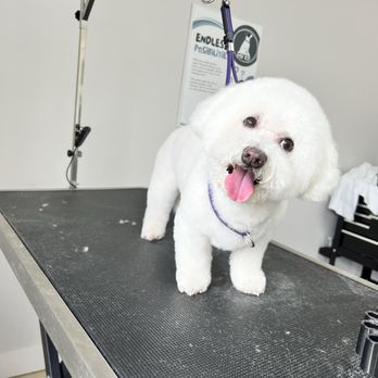 My K9 - Bichon cuts - Pet Groomers Near Me - South Windham, Connecticut My K9 - Bichon cuts - Pet Groomers Near Me - South Windham, Connecticut