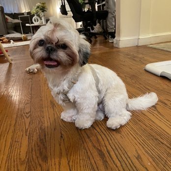 Le Pitou Boutique - AFTER 2nd haircut - Pet Groomers Near Me - Forest Hills, New York Le Pitou Boutique - AFTER 2nd haircut - Pet Groomers Near Me - Forest Hills, New York