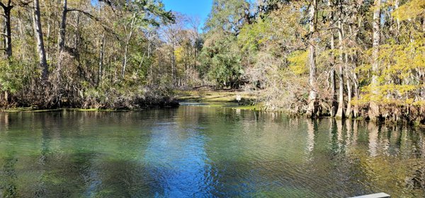 Manatee Springs by null