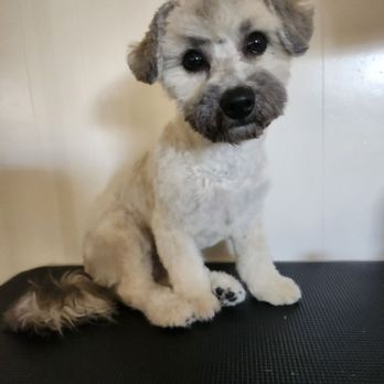 Mama's Paws & Claws - Pet Groomers Near Me Mama's Paws & Claws - Pet Groomers Near Me