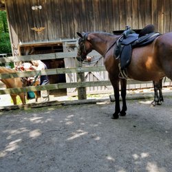 Blue Spruce Farm - Spanish mustang Joy