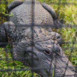 Alligator Adventure