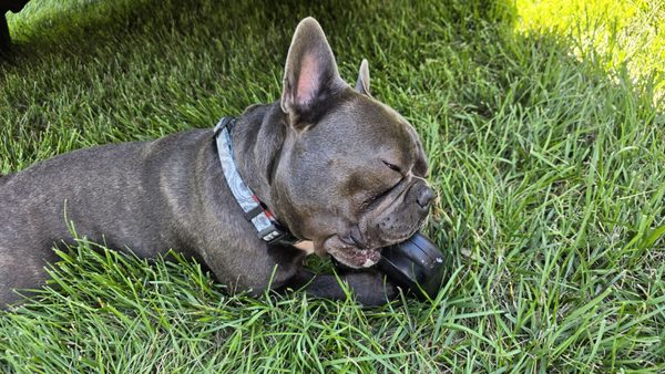 Spring Grove by null