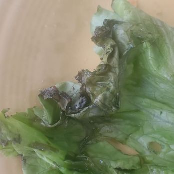 Village Grill - Bad lettuce that garnished my plate. - Breakfast & Brunch Near Me - Bakersfield, California