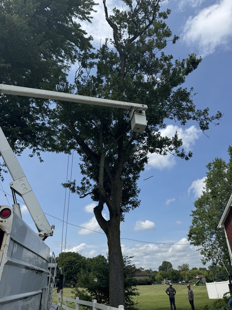 Downs Tree Service - tree service in New Boston, MI