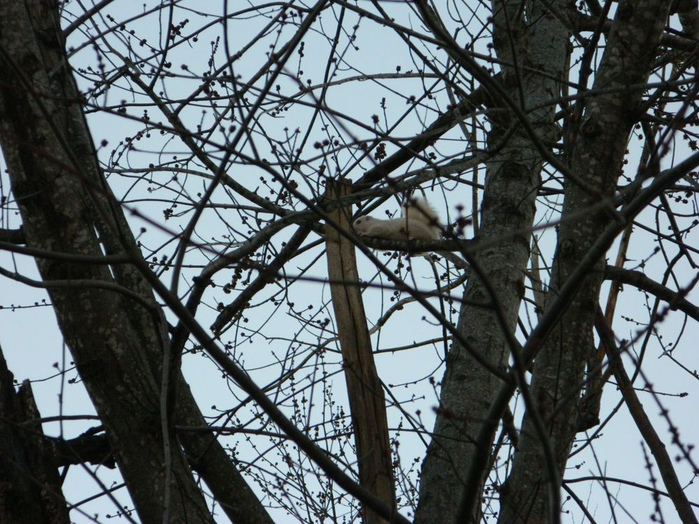 Back Country Tree Service - tree service in Elkins, AR