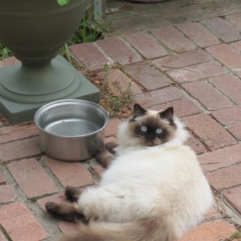 Coastal Cat Clinic - Veterinarians Near Me - Pacifica, California Coastal Cat Clinic - Veterinarians Near Me - Pacifica, California